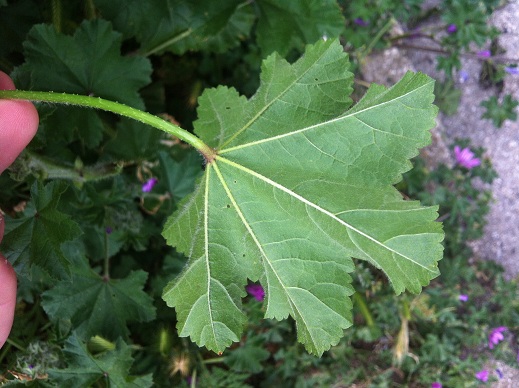 Malva sylvestris